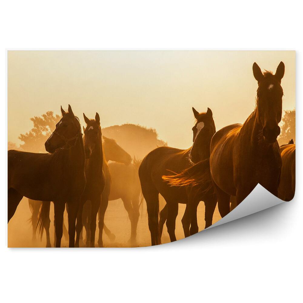 Fototapeta Sepia kurz dym stado brązowych koni