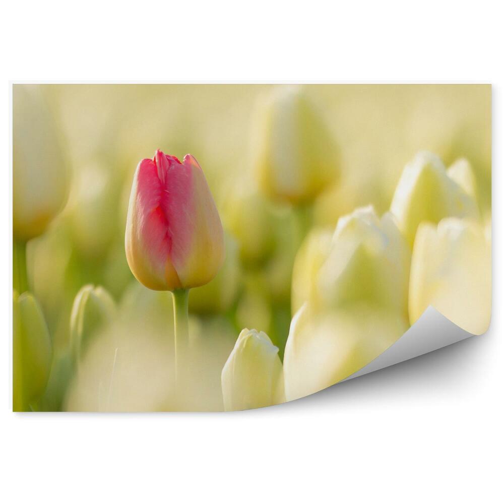 Fototapeta na ścianę Różowe beżowe tulipany
