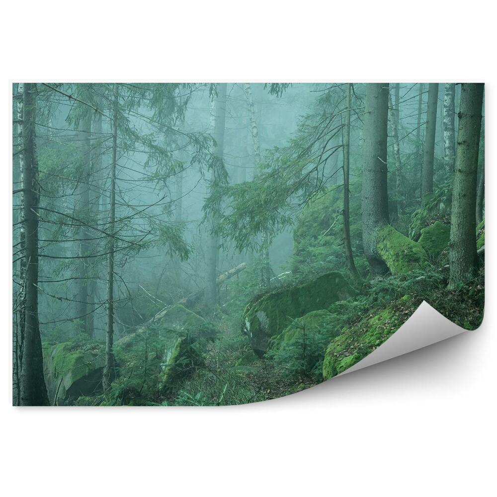 Okleina ścienna Zielony las mgła