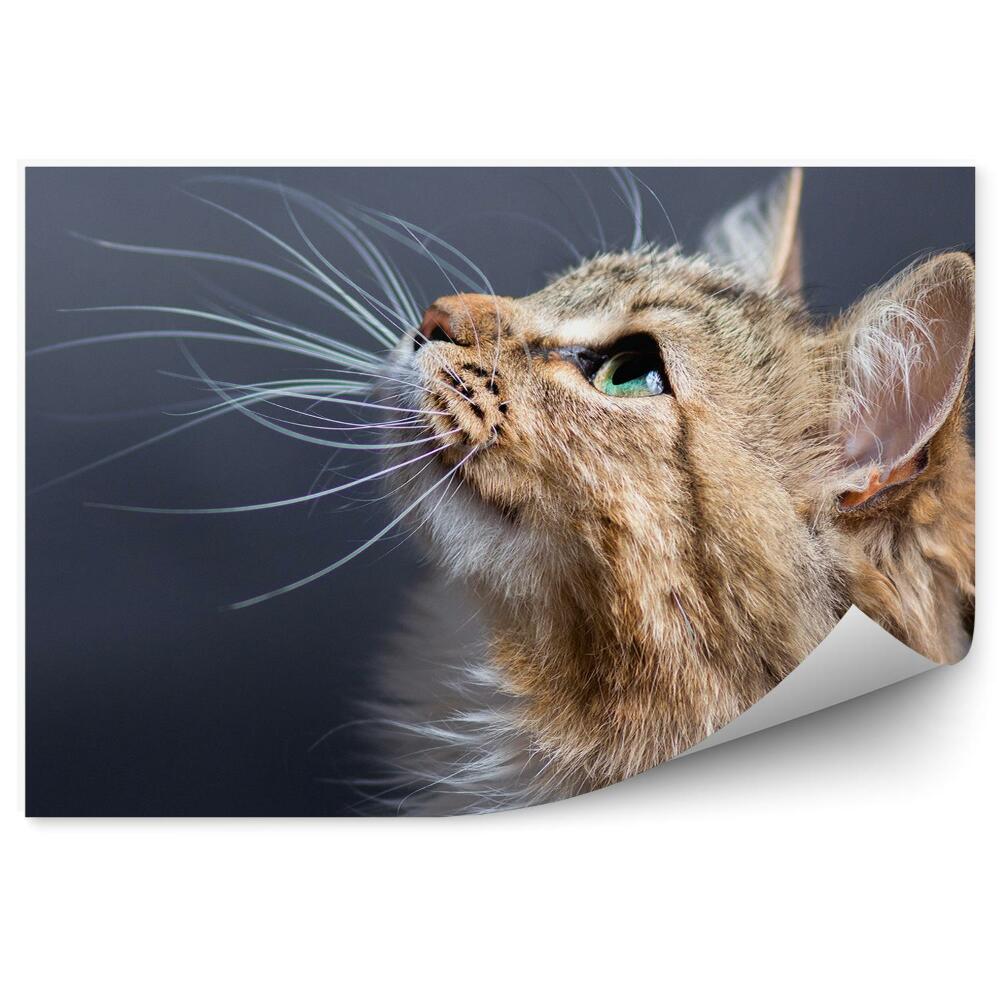 Fototapeta Brązowy kotek długie wąsy zielone oczy