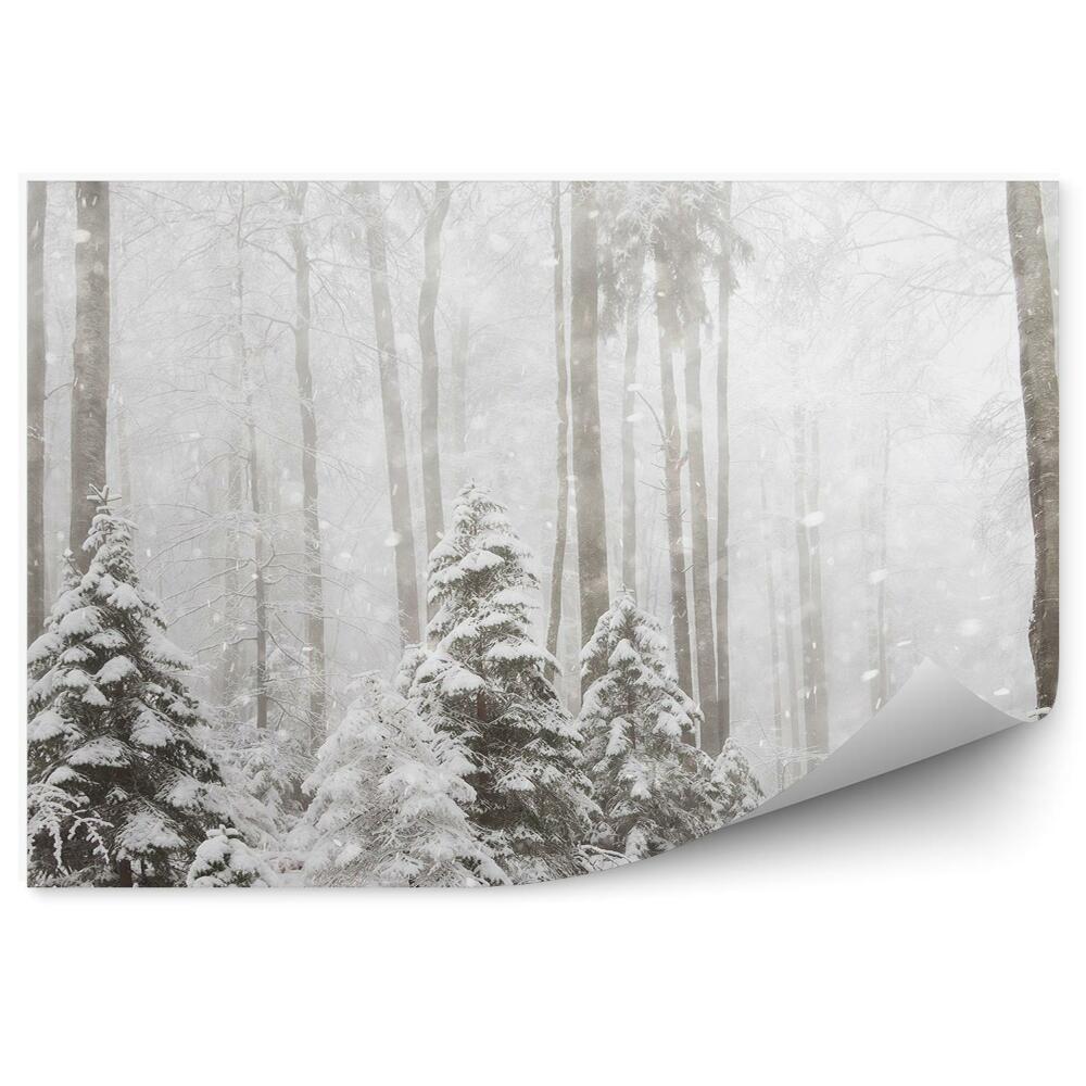 Fototapeta Zimowy las