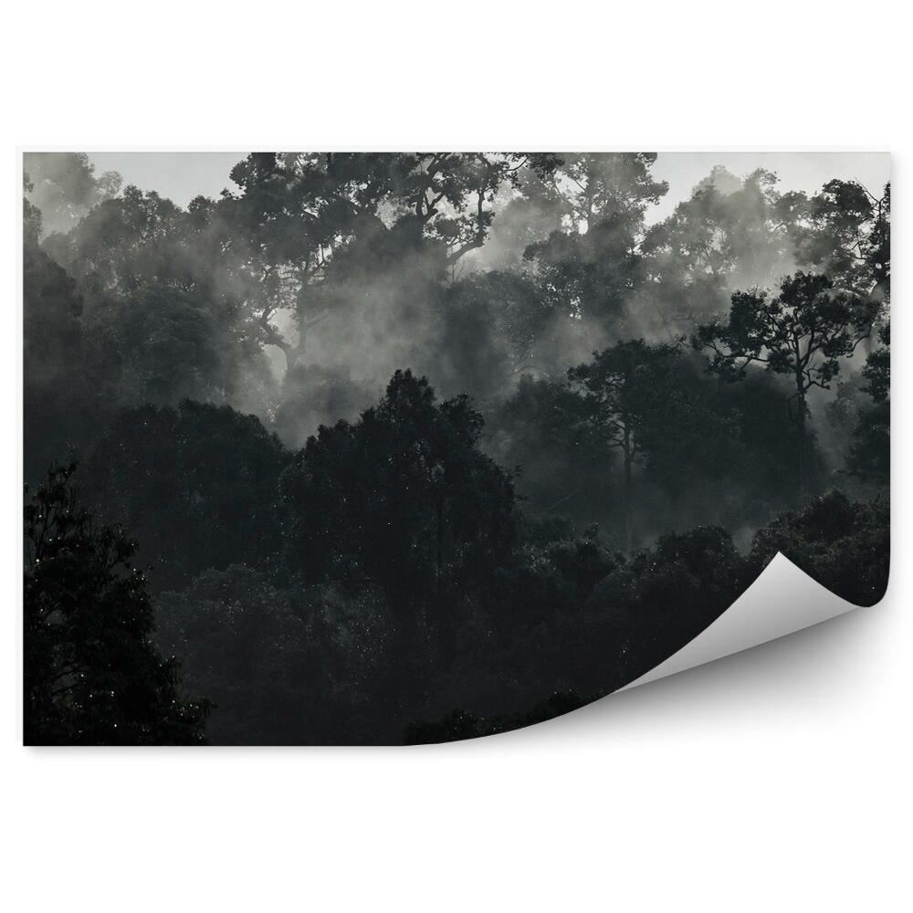 Okleina ścienna Czarno-biały las tropikalny