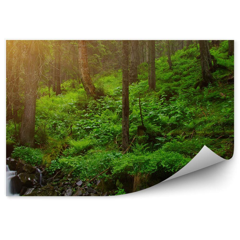 Fototapeta na ścianę Drzewa w lesie paprocie trawy strumień