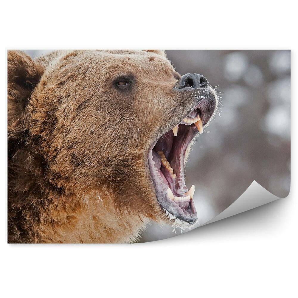 Okleina ścienna Groźny niedźwiedź grizzly