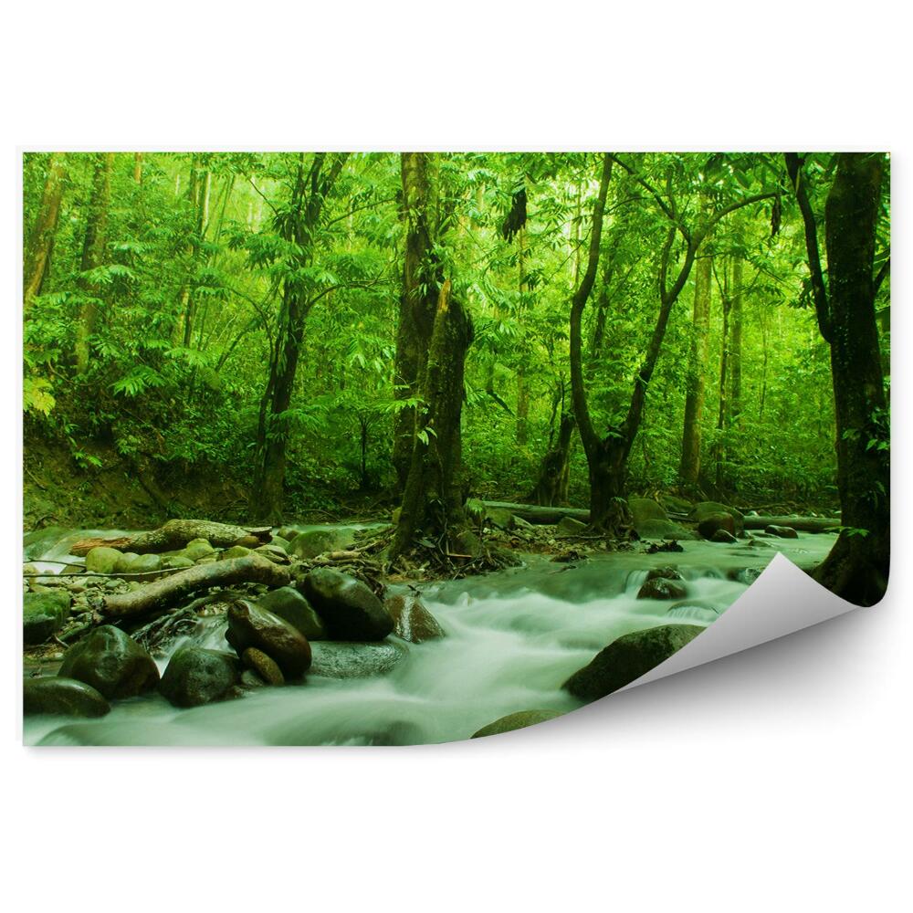 Fototapeta na ścianę Strumień w środku lasu drzewa kamienie