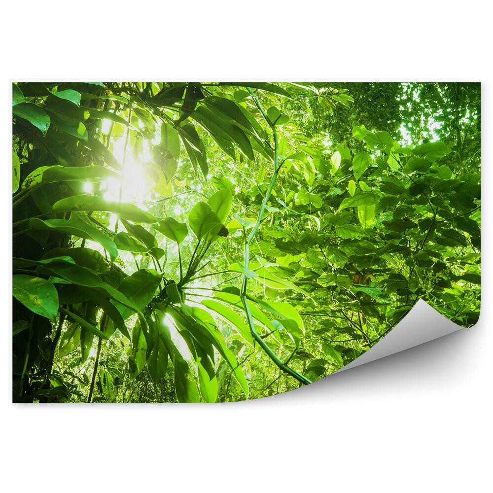 Okleina ścienna Las tropikalny zielony liście
