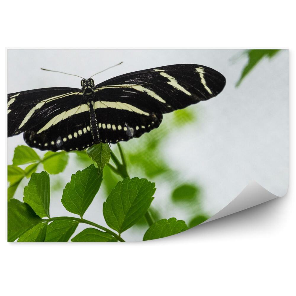 Fototapeta Motyl zebra długie skrzydła liście białe tło