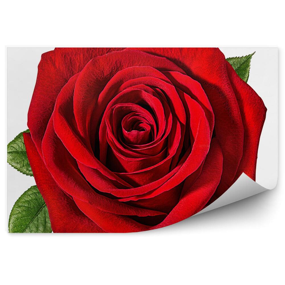Fototapeta na ścianę Piękna czerwona róża kwiat