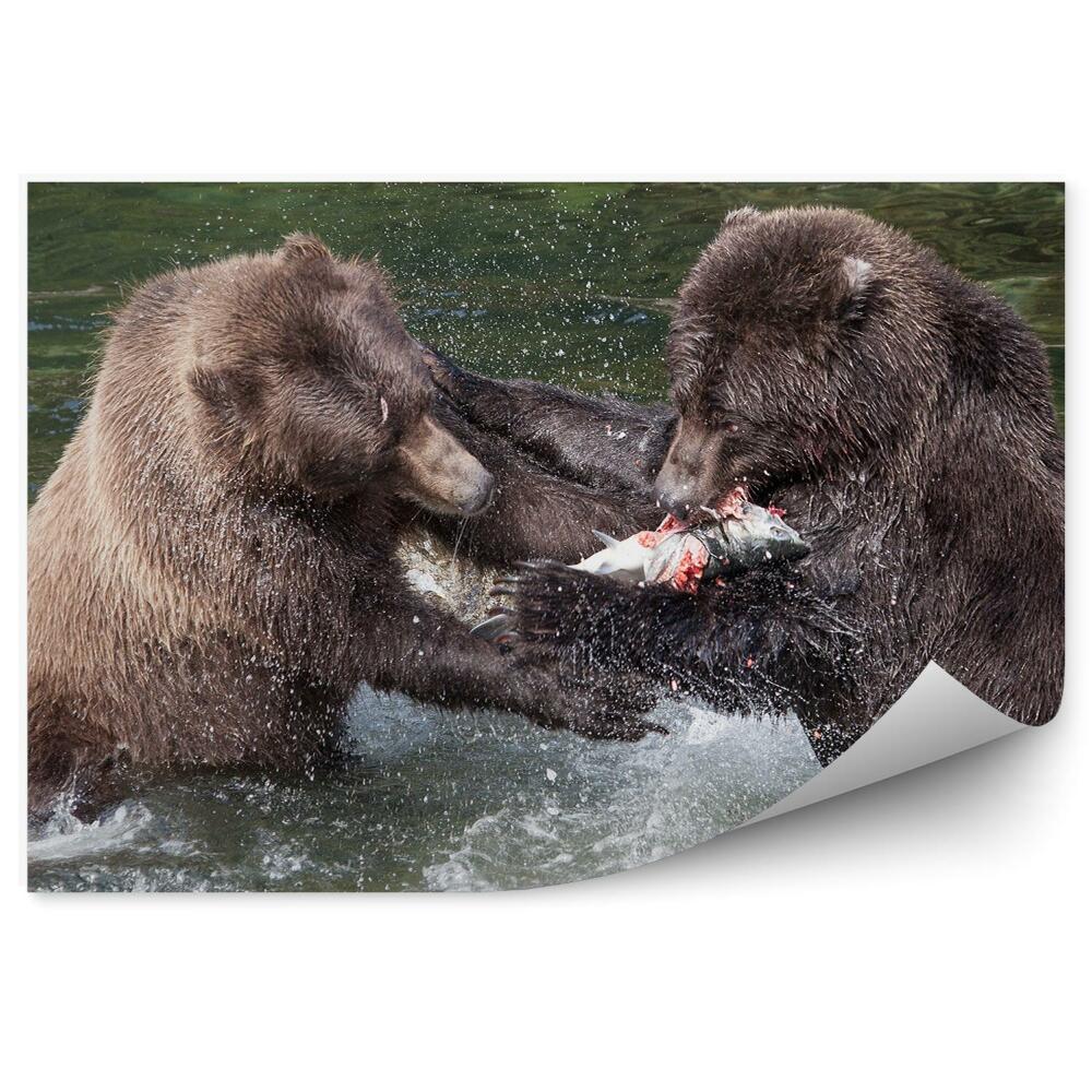 Okleina ścienna Niedźwiedzie grizzly walczą o łososia