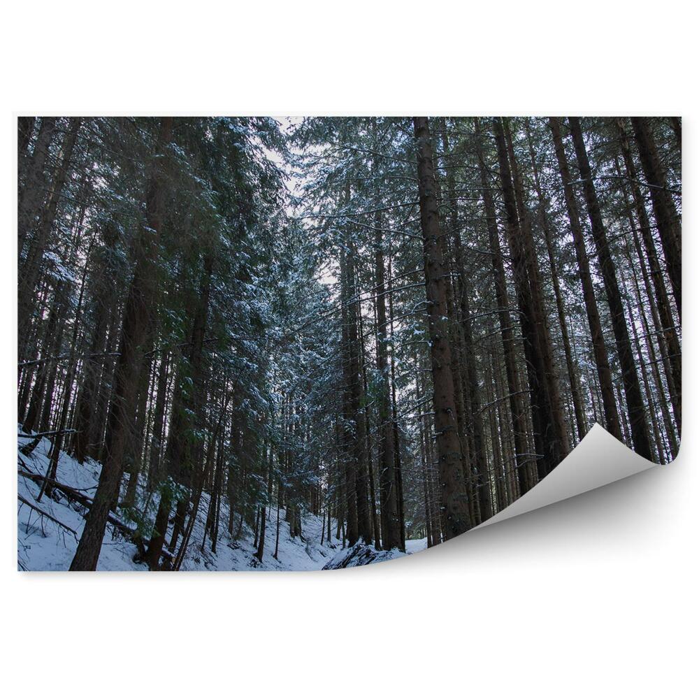 Fototapeta Zimowy las sosnowy zakopane