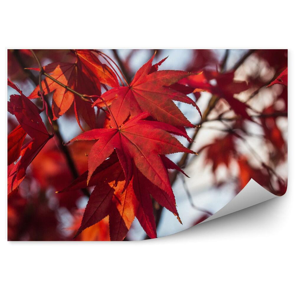 Fototapeta na ścianę Czerwony klon japoński liście zbliżenie drzewo