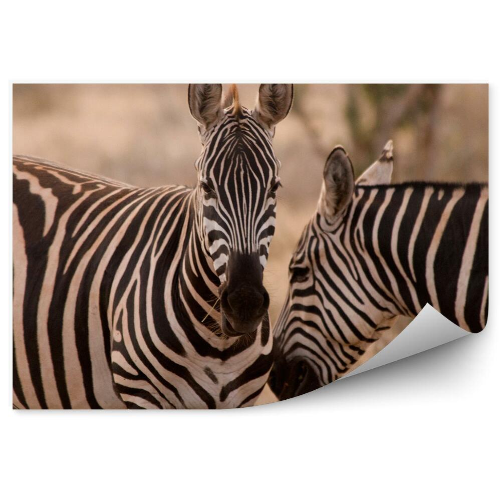 Fototapeta Zebry z parku narodowego tsavo east
