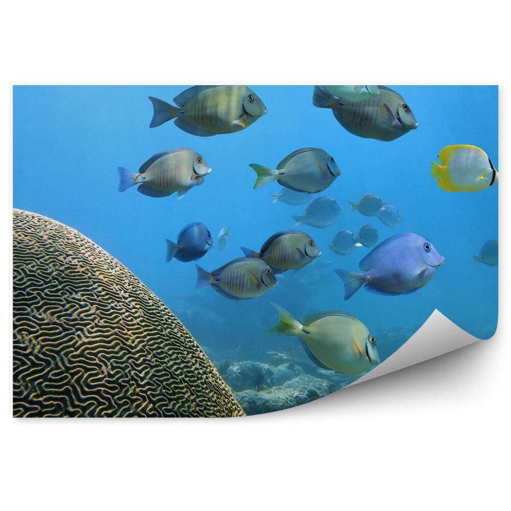 Fototapeta na ścianę kolorowe ryby rafa koralowa morze Karaibskie
