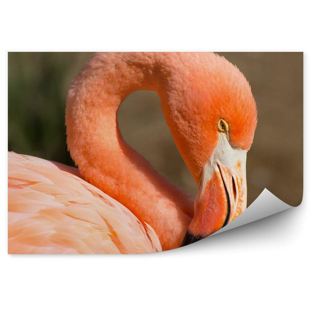 Fototapeta na ścianę pomarańczowy flaming brązowe tło ptak