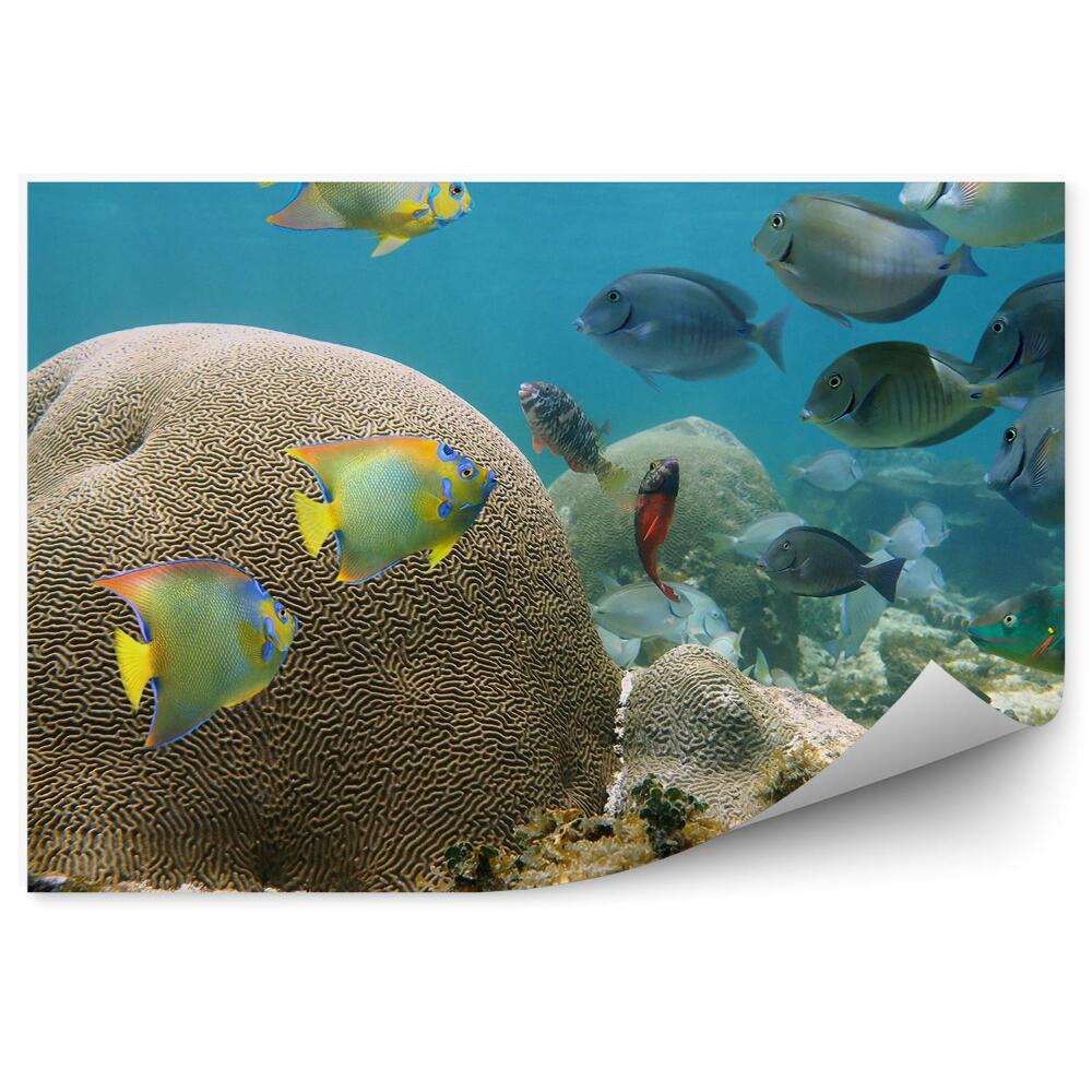 Fototapeta na ścianę rafa koralowa morze Karaibskie kolorowe ryby