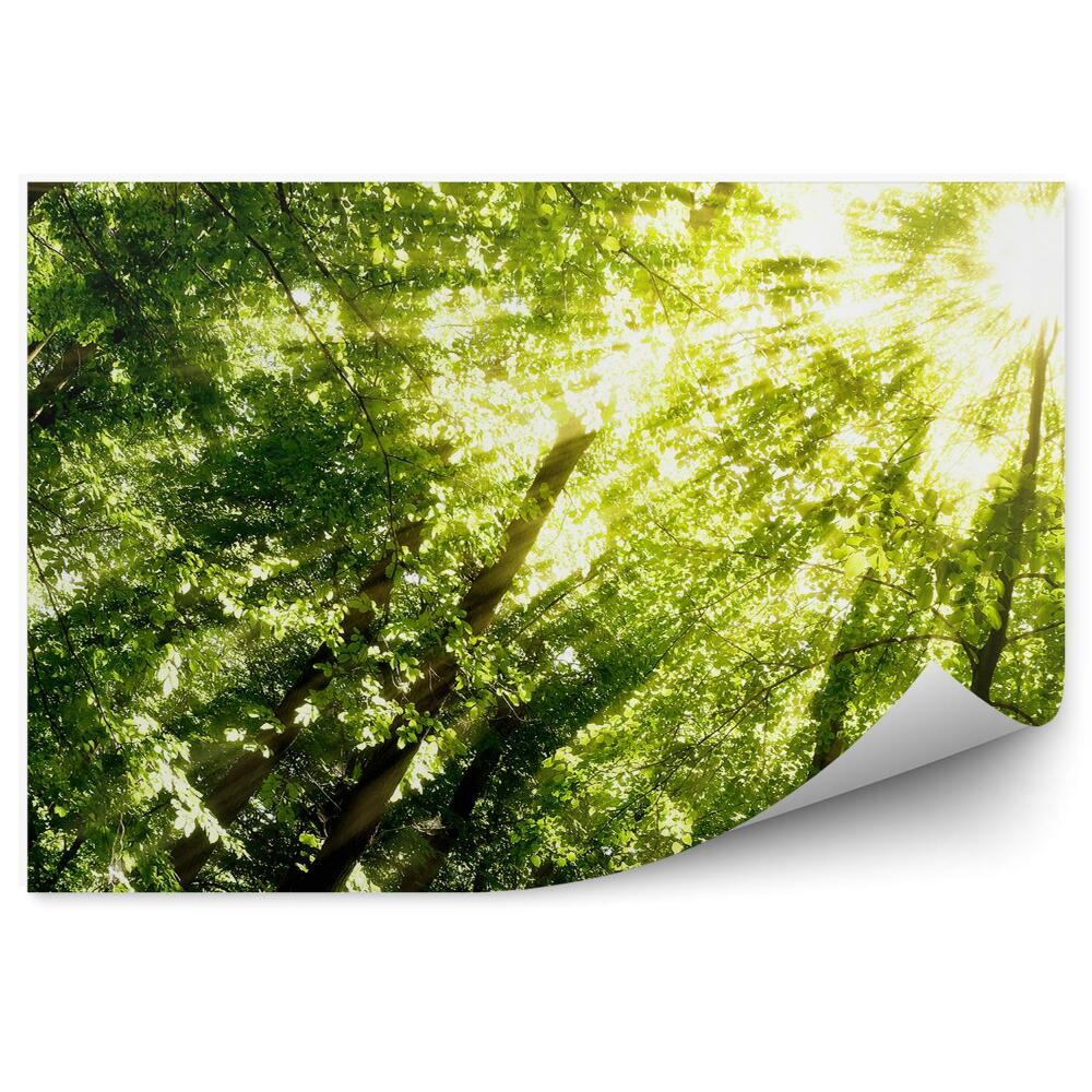 Fototapeta na ścianę Perspektywa zdjęcie lasu drzew od dołu promienie światła