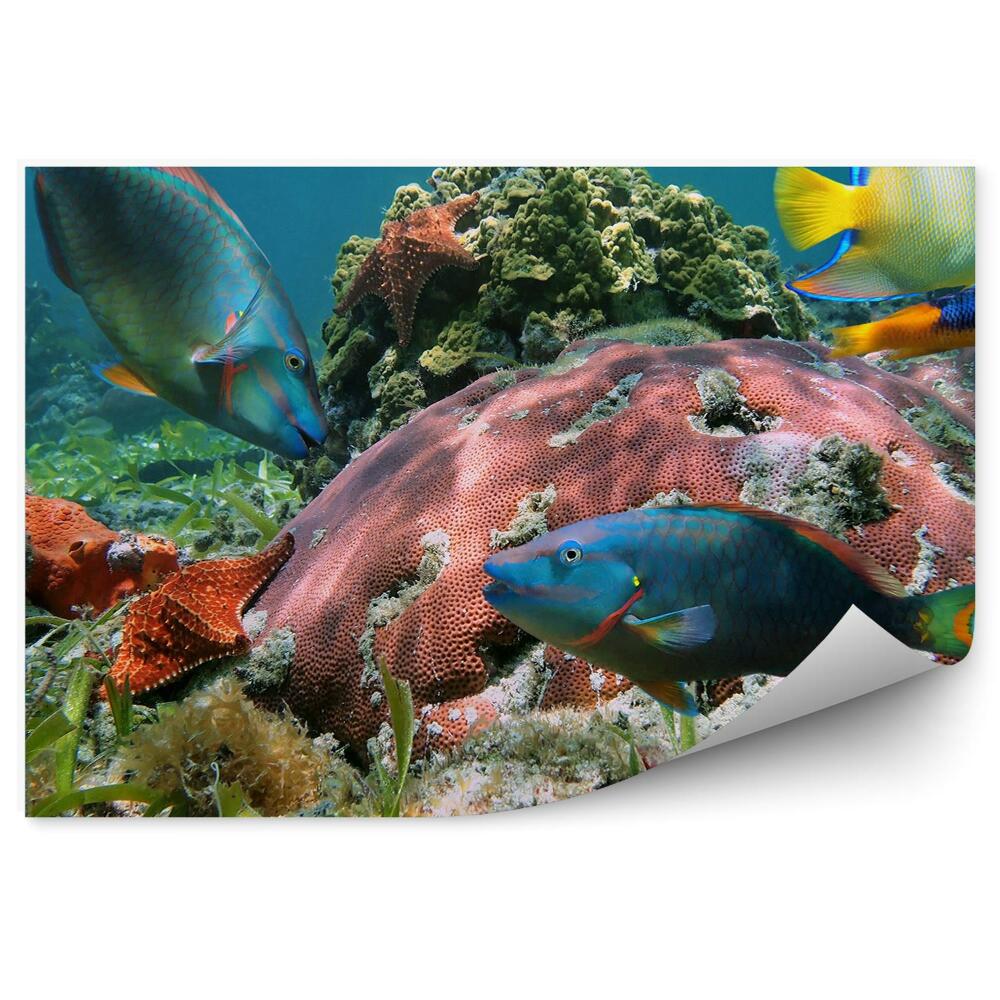 Okleina ścienna Kolorowa rafa tropikalne ryby zbliżenie