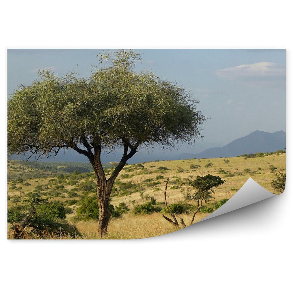 Fototapeta Akacja drzewo rośliny trawy góry niebo chmury kenia