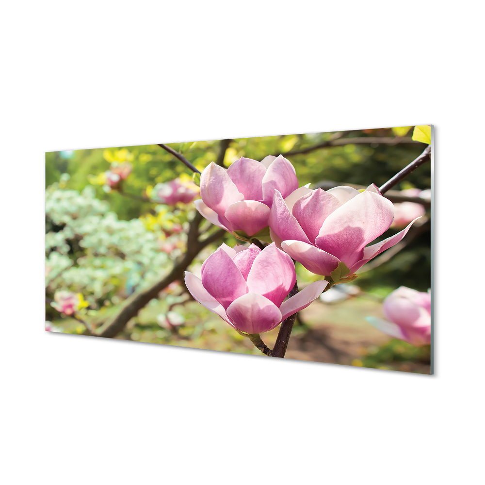 Obraz na szkle Magnolia kwiaty na gałęzi