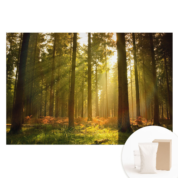 Fototapeta flizelinowa z nadrukiem Słoneczny las o poranku
