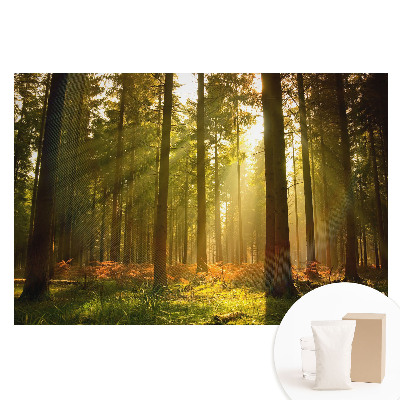 Fototapeta flizelinowa z nadrukiem Słoneczny las o poranku