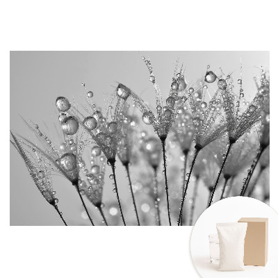 Fototapeta z nadrukiem na flizelinie Krople na nasionach dmuchawca