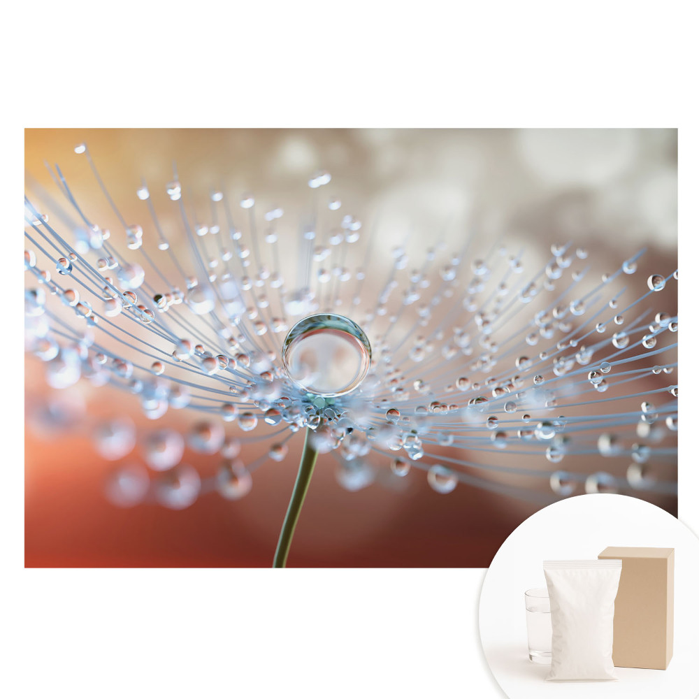 Fototapeta na flizelinie Przejrzysta kropla na nitkach dmuchawca