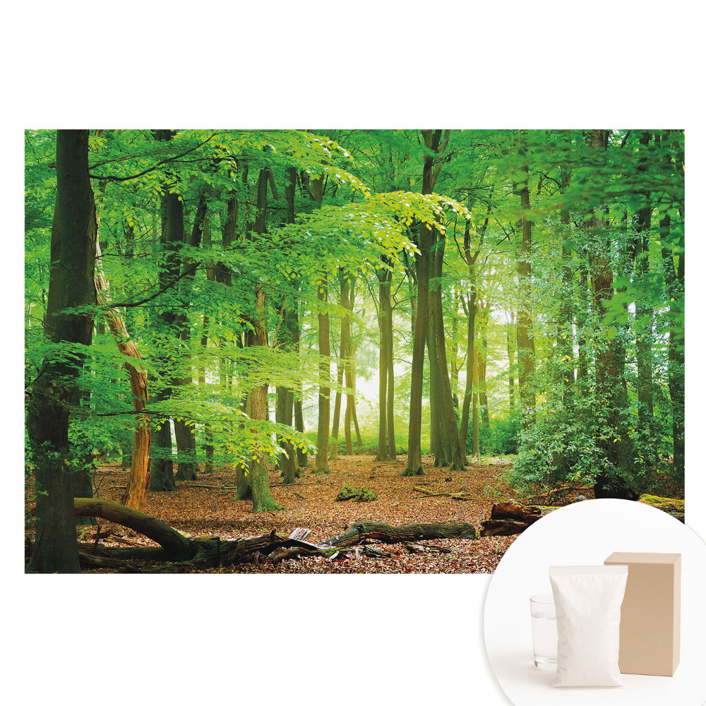 Fototapeta z nadrukiem na flizelinie Leśny krajobraz z promieniami słońca