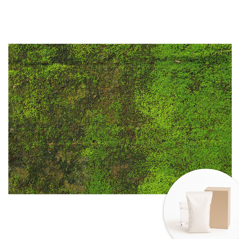 Fototapeta flizelinowa Mech tekstura organiczna