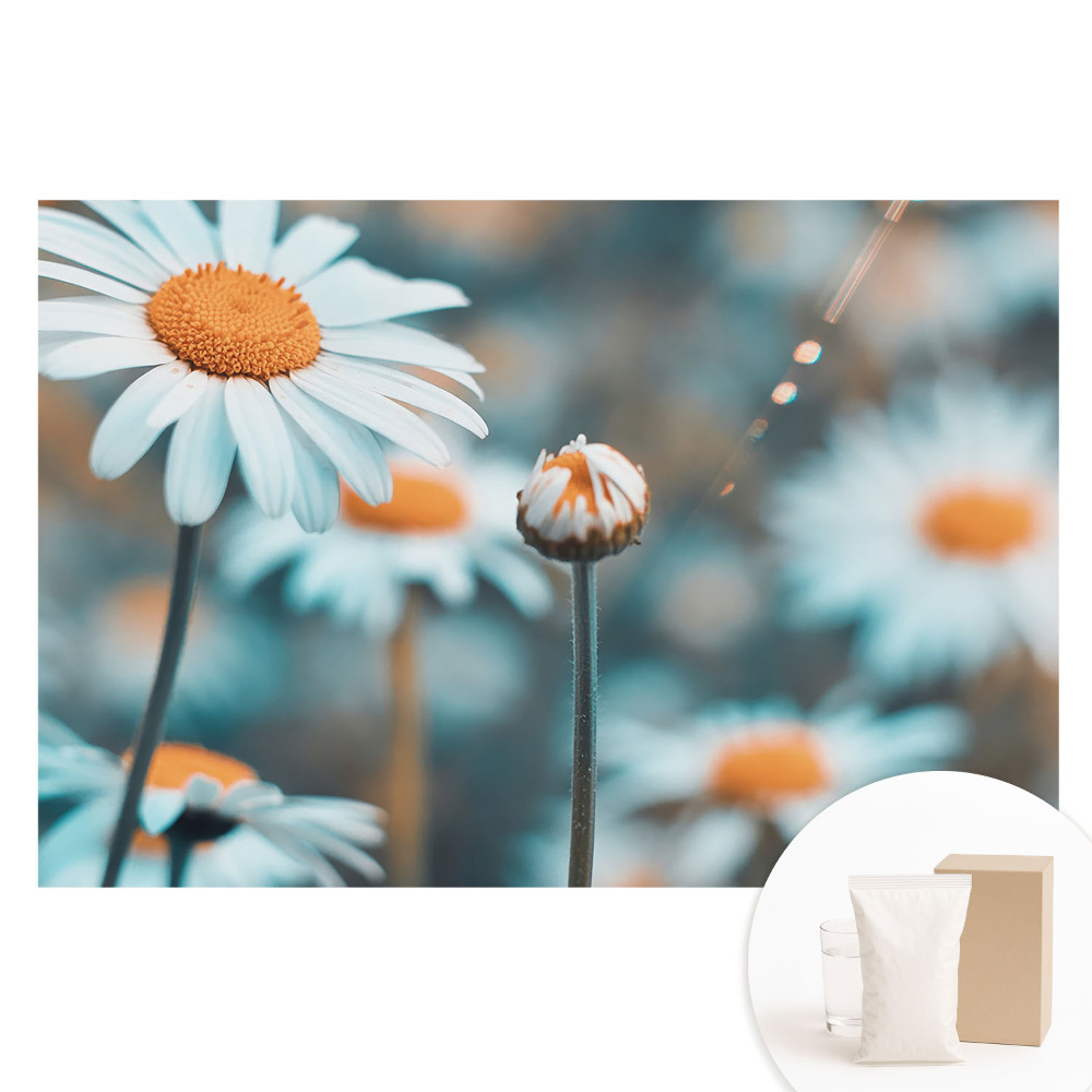 Fototapeta flizelinowa z nadrukiem Subtelne kwiaty rumianku przywołujące spokój