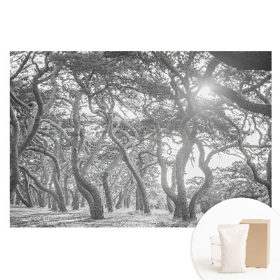 Tapeta fotograficzna na flizelinie Tajemniczy, klasyczny las