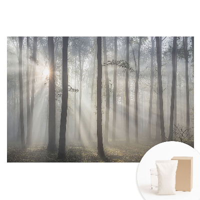 Duża fototapeta na ścianę Poranny spokój wśród drzew