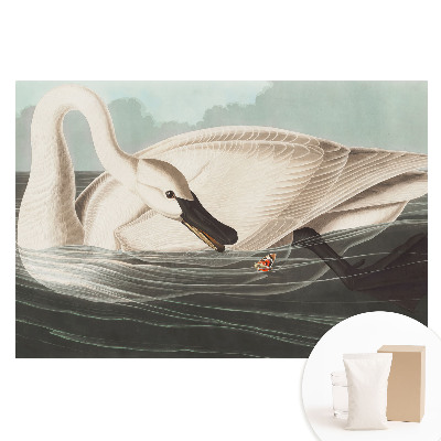 Fototapeta z nadrukiem na flizelinie Łabędź na tafli wody