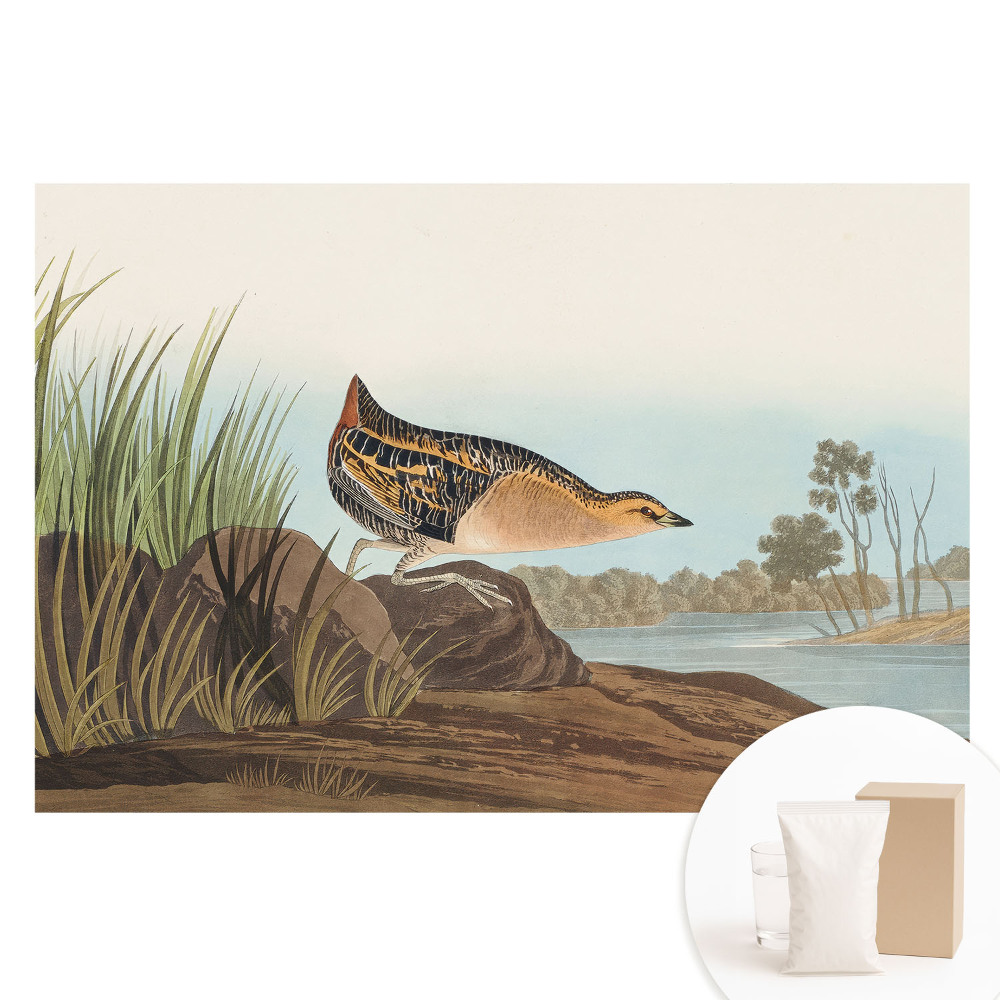 Fototapeta flizelinowa Ptak nad wodą w klasycznym stylu