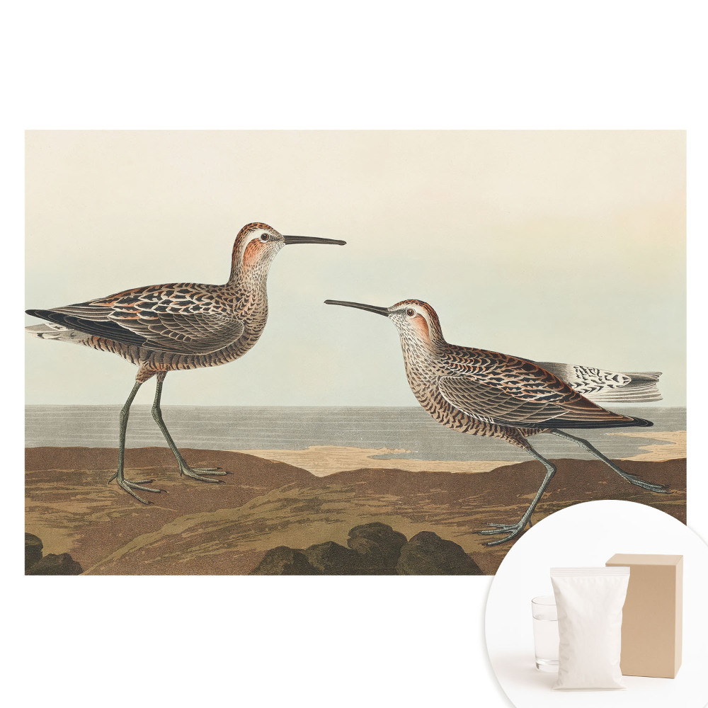 Tapeta fotograficzna na flizelinie Dwóm ptakom na morskim brzegu
