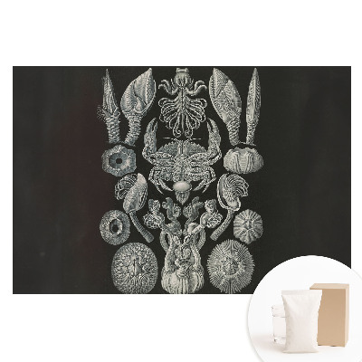 Fototapeta flizelinowa z nadrukiem Artystyczna rycina morskich organizmów