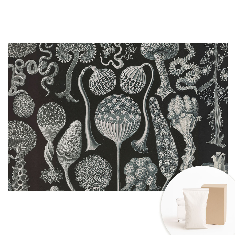 Fototapeta flizelinowa Fantastyczne formy organiczne czarno-białe