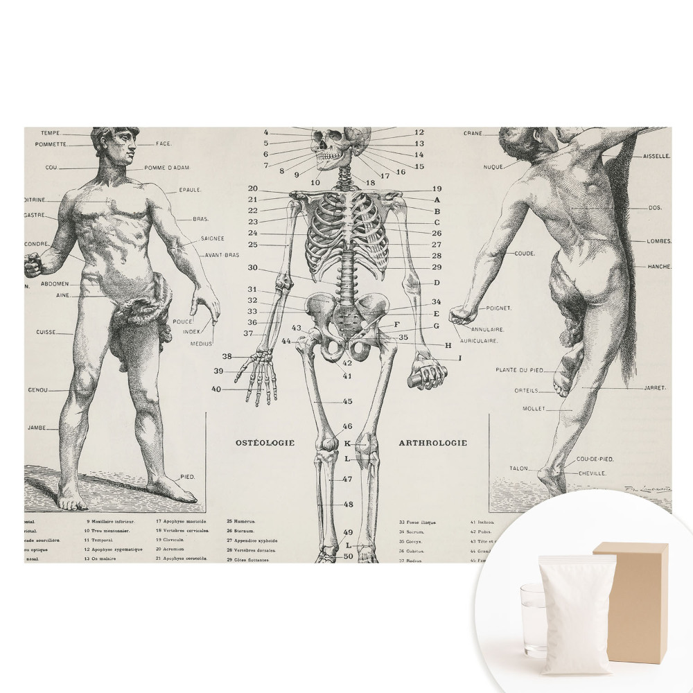 Fototapeta flizelinowa z anatomicznymi ilustracjami w stylu retro