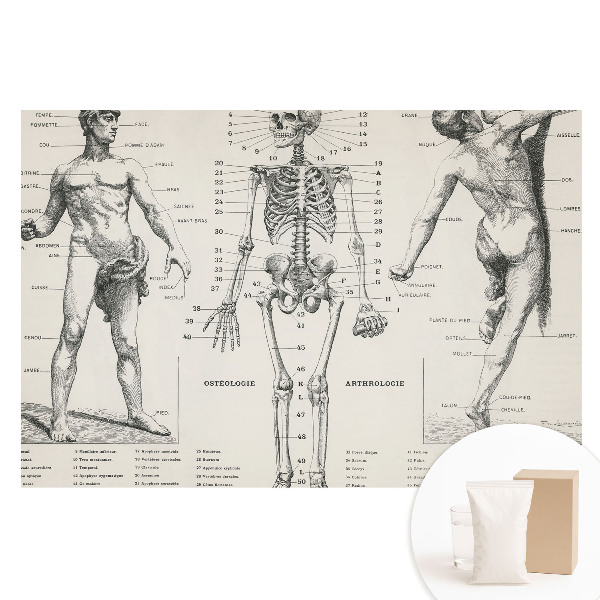 Fototapeta flizelinowa Anatomiczne ilustracje styl retro