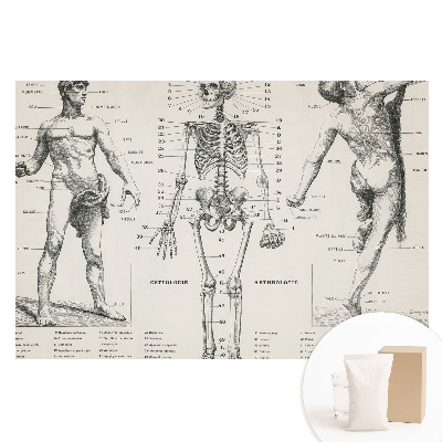 Fototapeta flizelinowa z anatomicznymi ilustracjami w stylu retro