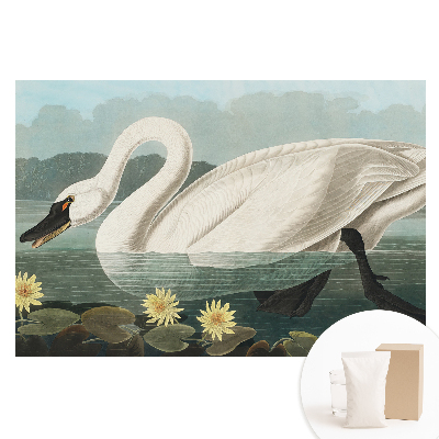 Fototapeta flizelinowa z nadrukiem Stylowy łabędź i nenufary klasyczne piękno