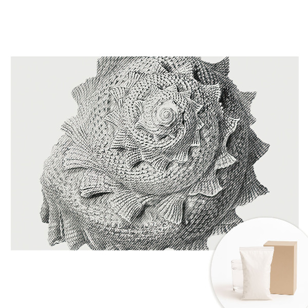 Tapeta fotograficzna flizelinowa Muszla spiralna wizualna harmonia