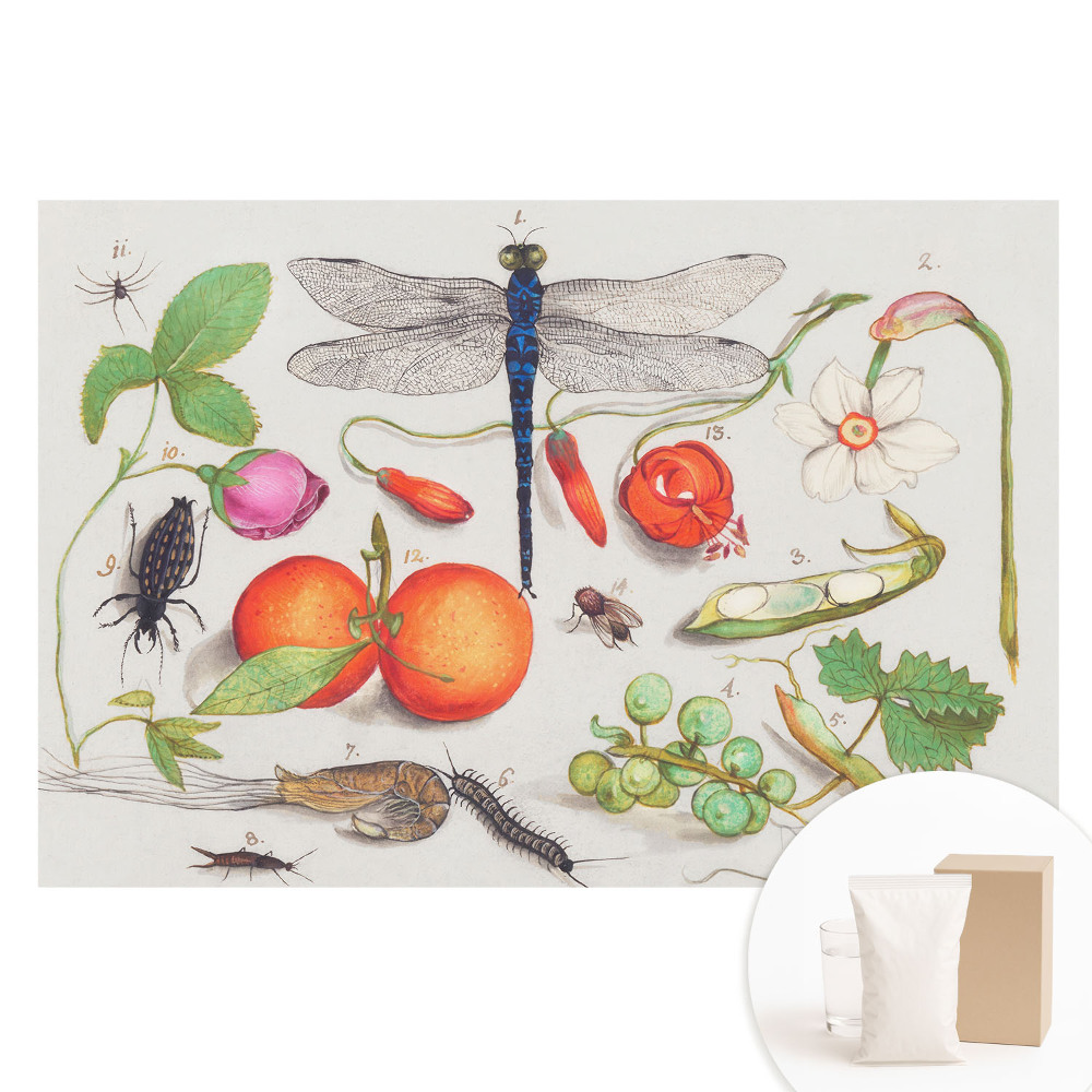 Fototapeta flizelinowa Botaniczny kolaż z owadami