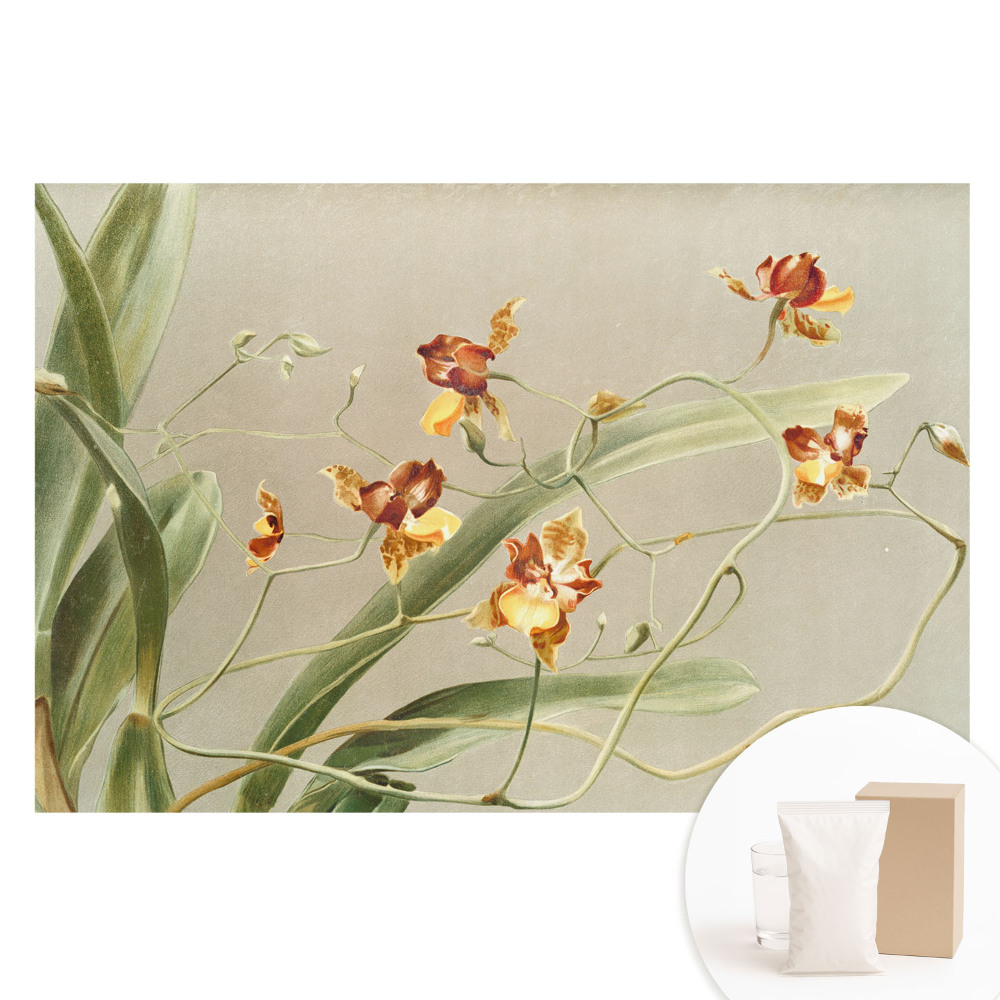 Tapeta fotograficzna na flizelinie Piękne orchidee na szarym tle