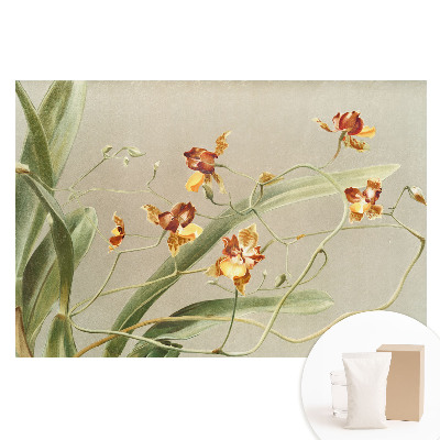 Tapeta fotograficzna na flizelinie Piękne orchidee na szarym tle