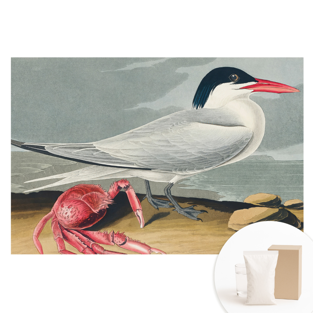 Tapeta fotograficzna na flizelinie Ptak i krab klasyczny duet natury