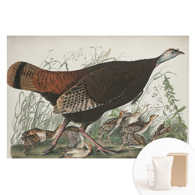 Fototapeta z nadrukiem na flizelinie Dziki indyk naturalna ilustracja