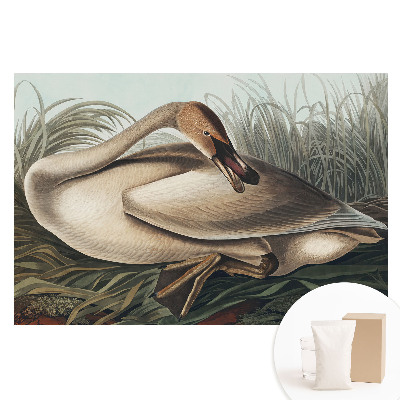 Fototapeta na flizelinie Klasyczny łabędź na tle roślin