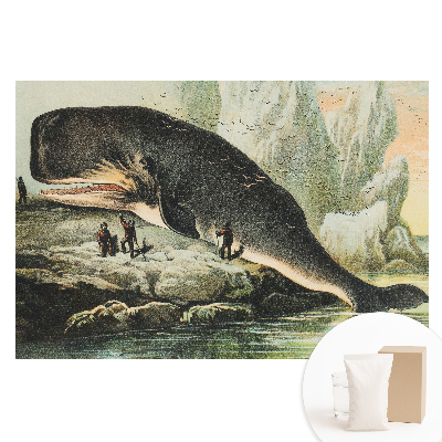 Fototapeta na flizelinie Kaszalot przy brzegu w klasycznej scenerii