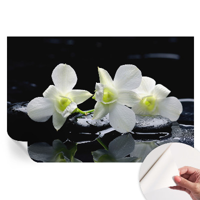 Fototapeta samoprzylepna na ścianę Kwiaty kamienie